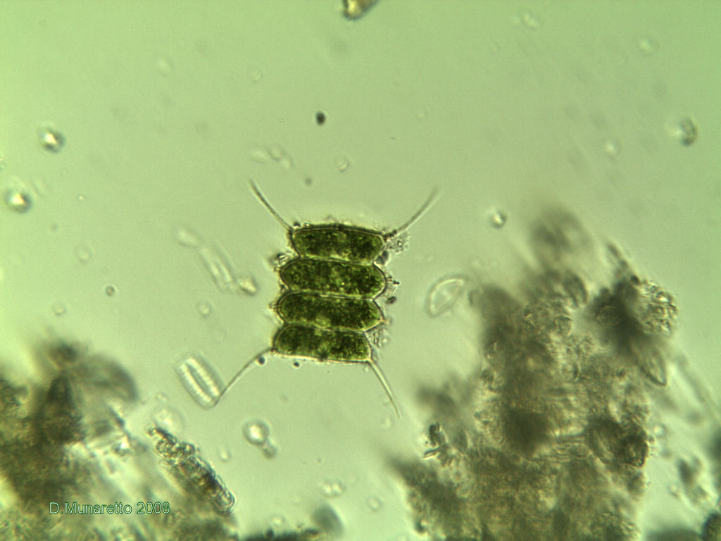Scenedesmus sp.